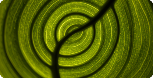 Abstract Green